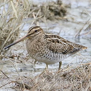 Common Snipe